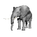 elephant raising its trunk