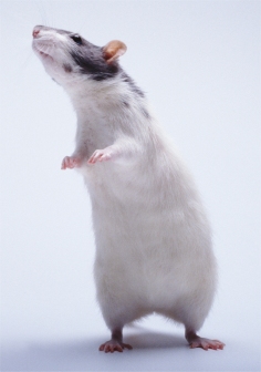 Scientists discover that mice do sing love songs to their mates!